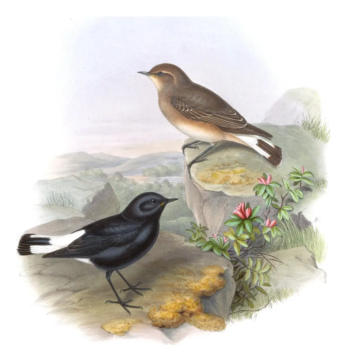 Volume IV, plate 27 of Gould's The Birds of Asia: Variable Wheatear (Oenanthe picata)