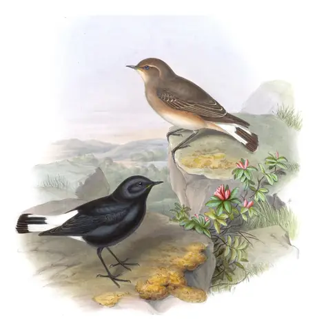 Volume IV, plate 27 of Gould's The Birds of Asia: Variable Wheatear (Oenanthe picata)