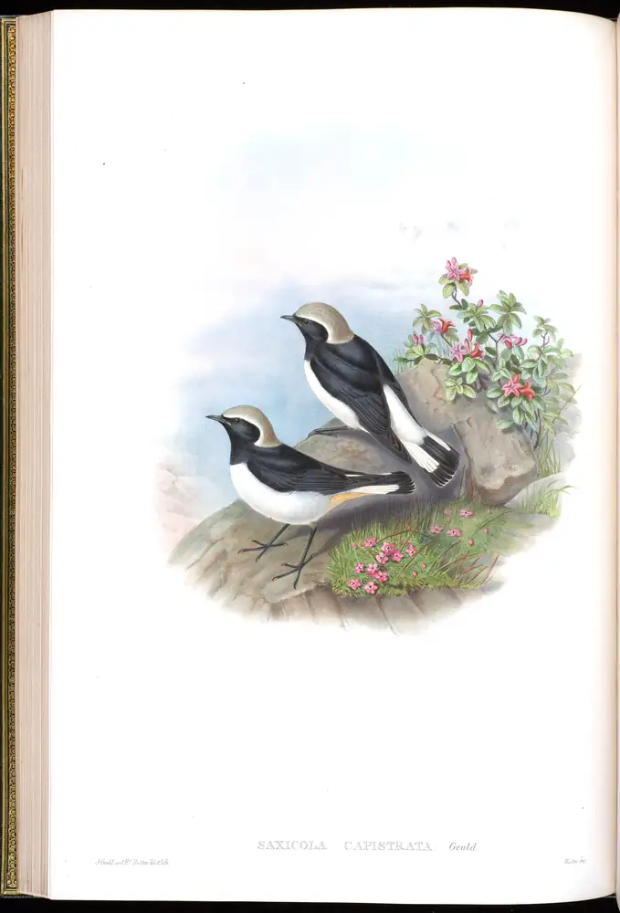 The whole sheet of volume IV, plate 28, with its engraved caption
