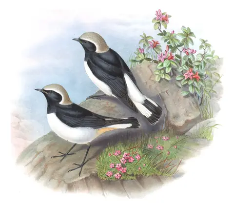 Volume IV, plate 28 of Gould's The Birds of Asia: Variable Wheatear (Oenanthe picata)