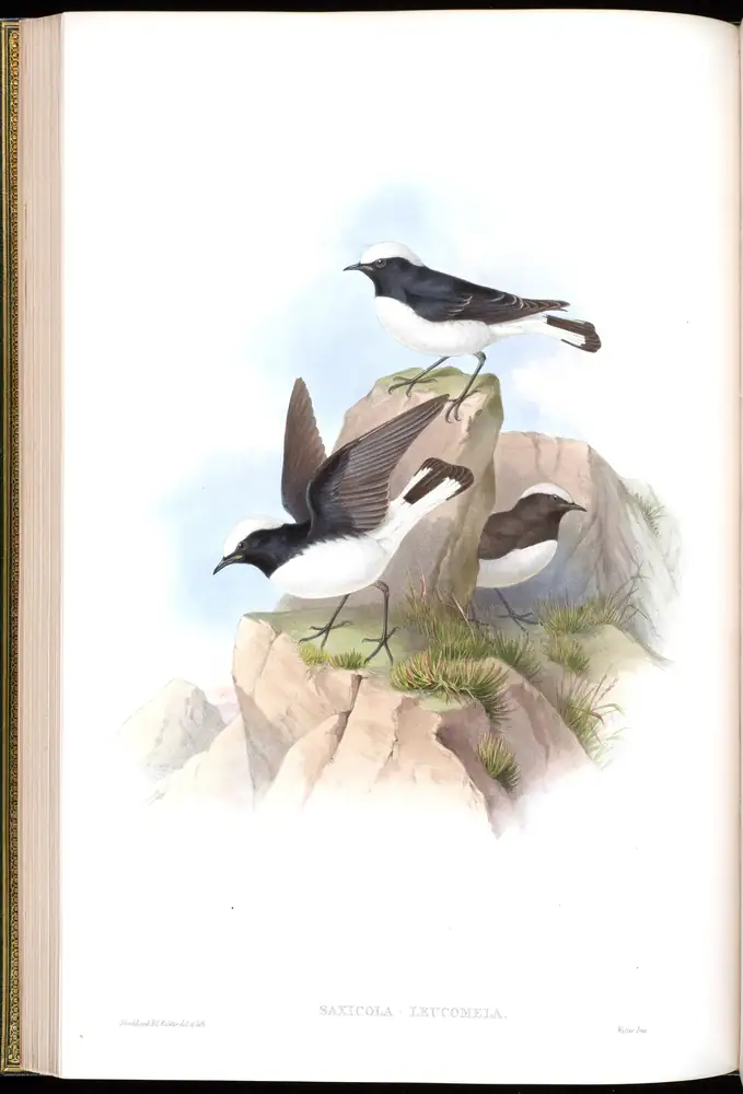 The whole sheet of volume IV, plate 29, with its engraved caption