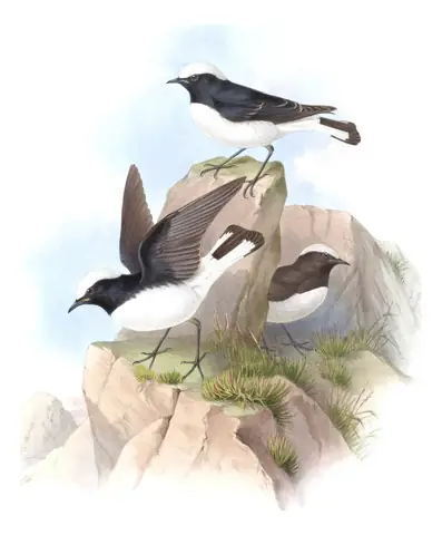 Volume IV, plate 29 of Gould's The Birds of Asia: Pied Wheatear (Oenanthe pleschanka)