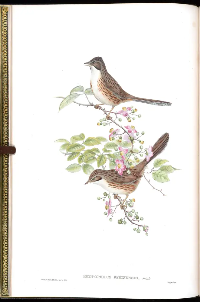 The whole sheet of volume IV, plate 3, with its engraved caption