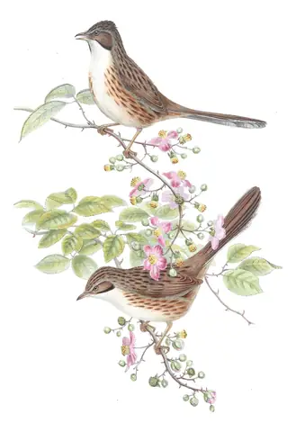 Volume IV, plate 3 of Gould's The Birds of Asia: Beijing Babbler (Rhopophilus pekinensis)