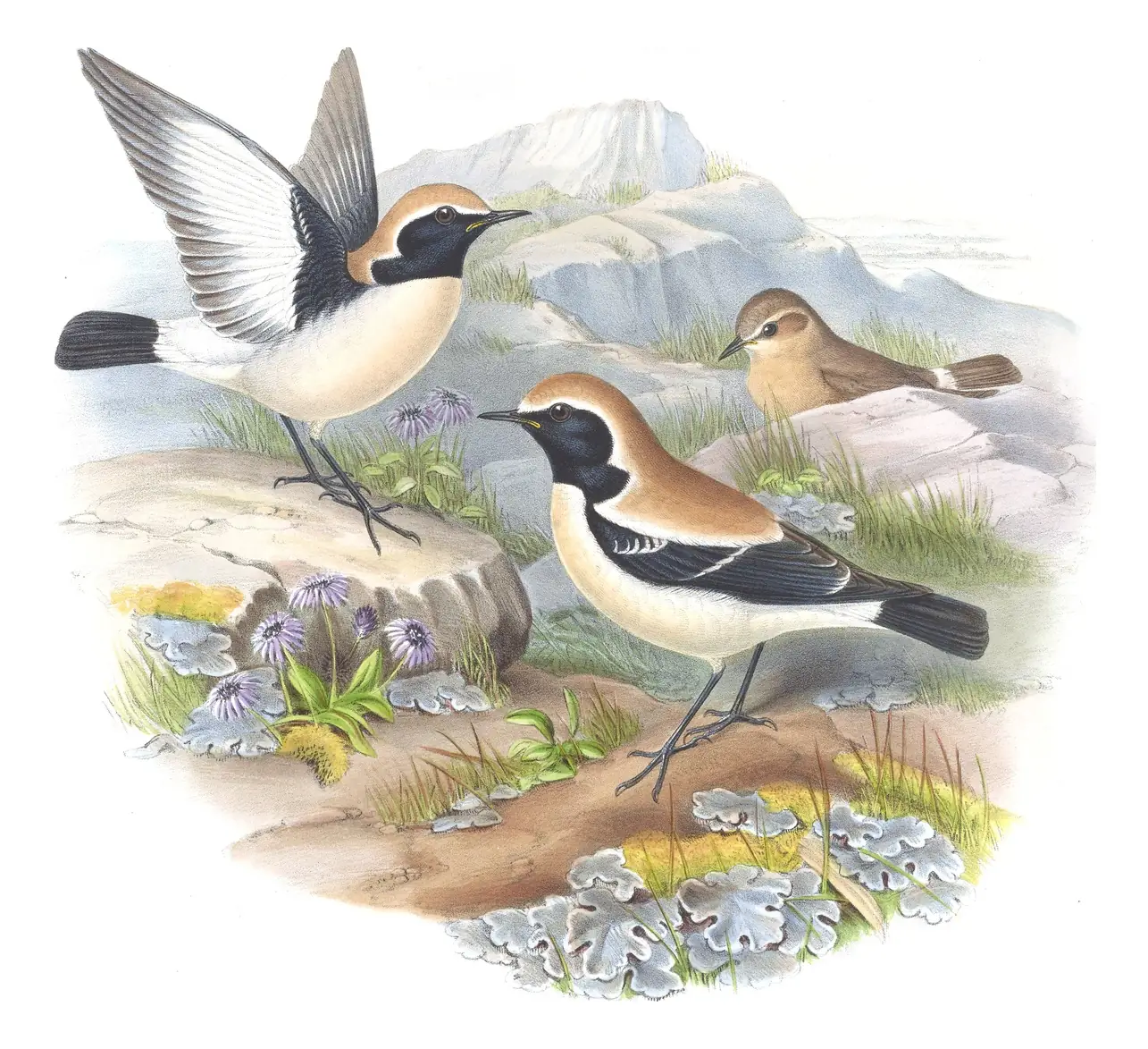 Volume IV, plate 30 of Gould's The Birds of Asia: Desert Wheatear (Oenanthe deserti)