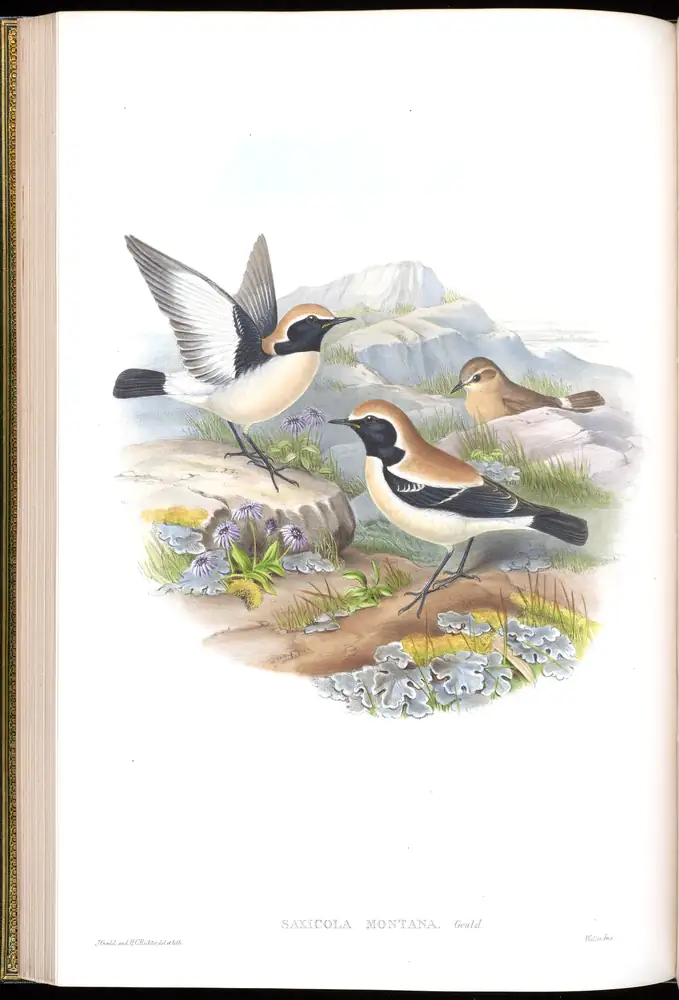 The whole sheet of volume IV, plate 30, with its engraved caption