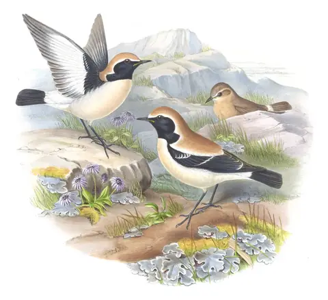 Volume IV, plate 30 of Gould's The Birds of Asia: Desert Wheatear (Oenanthe deserti)