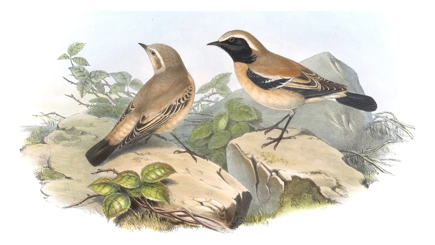 Volume IV, plate 31 of Gould's The Birds of Asia: Desert Wheatear (Oenanthe deserti)