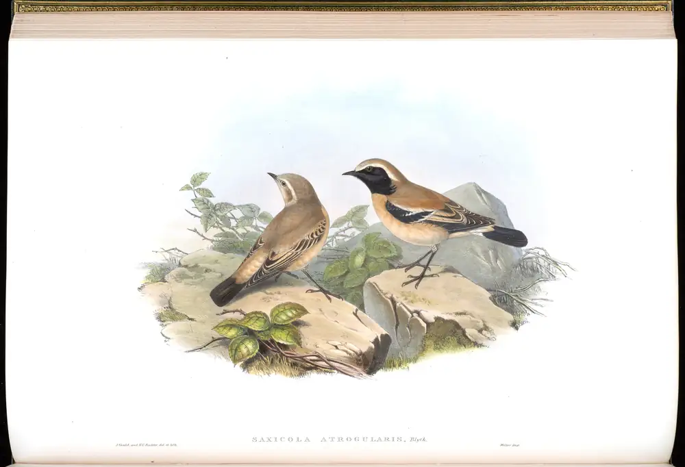 The whole sheet of volume IV, plate 31, with its engraved caption