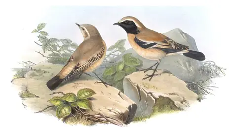 Volume IV, plate 31 of Gould's The Birds of Asia: Desert Wheatear (Oenanthe deserti)