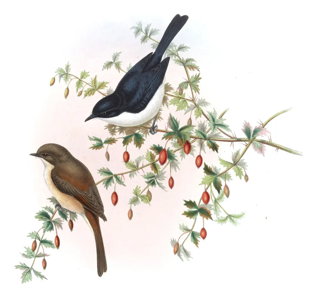 Volume IV, plate 32 of Gould's The Birds of Asia: Jerdon's Bushchat (Saxicola jerdoni)