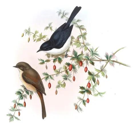 Volume IV, plate 32 of Gould's The Birds of Asia: Jerdon's Bushchat (Saxicola jerdoni)
