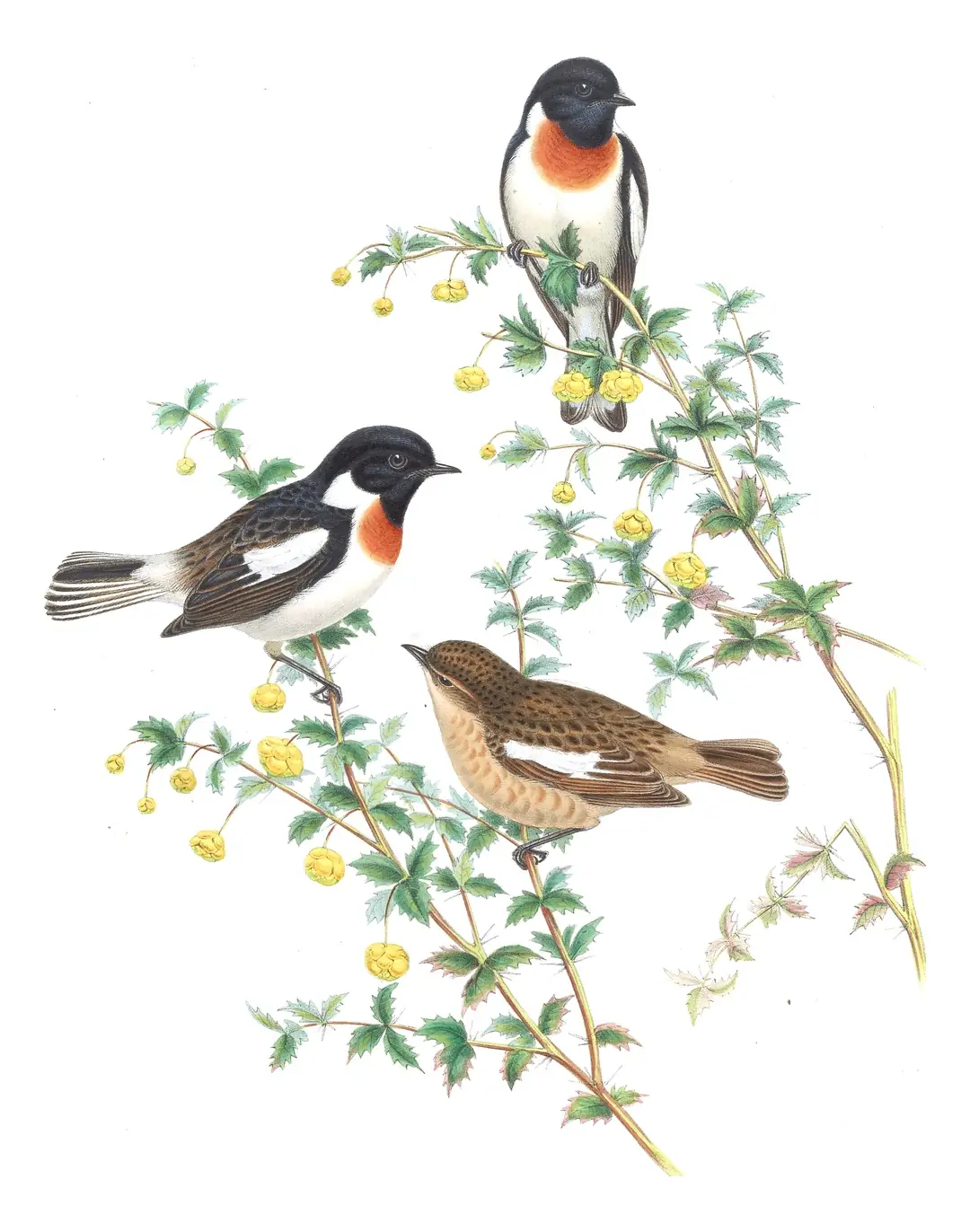 Volume IV, plate 33 of Gould's The Birds of Asia: White-tailed Stonechat (Saxicola leucurus)