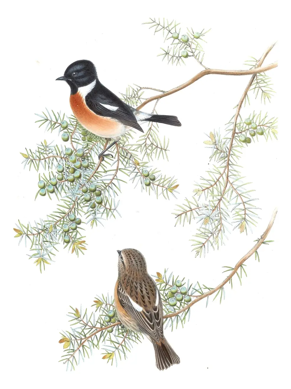 Volume IV, plate 34 of Gould's The Birds of Asia: Siberian Stonechat (Saxicola maurus)