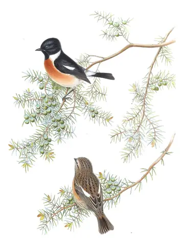 Volume IV, plate 34 of Gould's The Birds of Asia: Siberian Stonechat (Saxicola maurus)