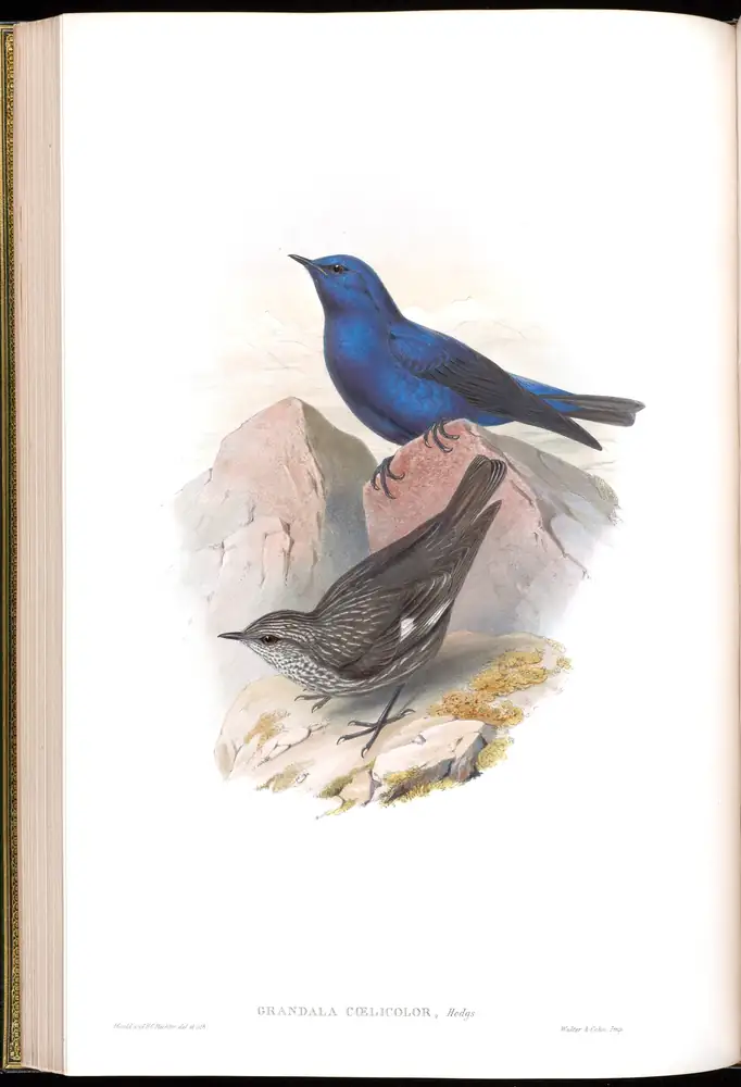 The whole sheet of volume IV, plate 35, with its engraved caption