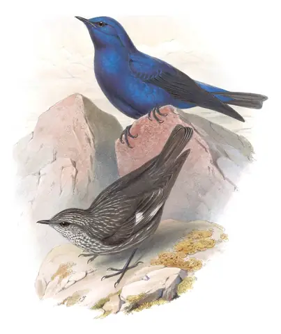 Volume IV, plate 35 of Gould's The Birds of Asia: Grandala (Grandala coelicolor)