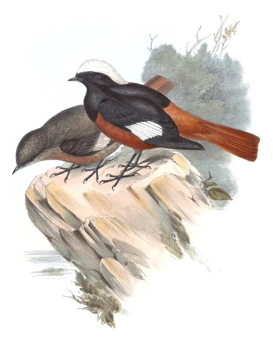 Volume IV, plate 36 of Gould's The Birds of Asia: White-winged Redstart (Phoenicurus erythrogastrus)