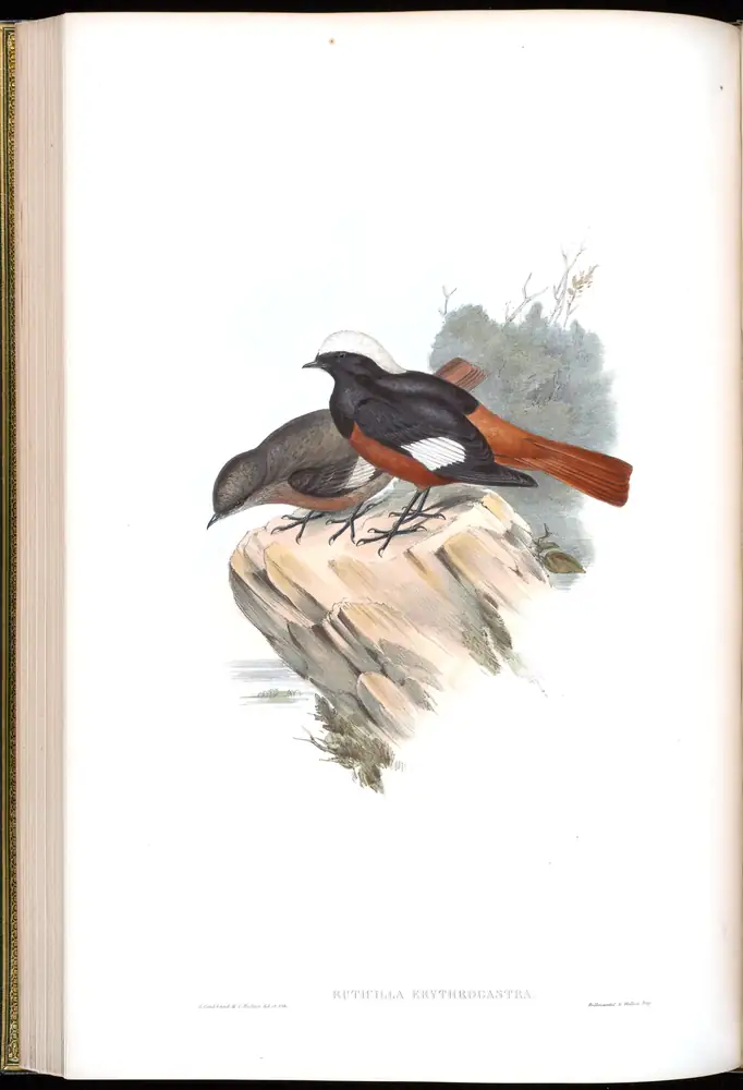 The whole sheet of volume IV, plate 36, with its engraved caption
