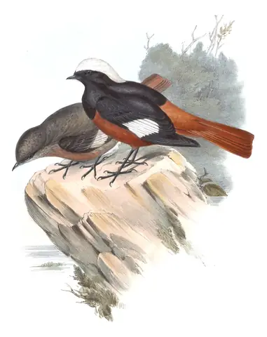 Volume IV, plate 36 of Gould's The Birds of Asia: White-winged Redstart (Phoenicurus erythrogastrus)