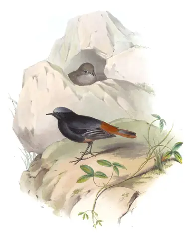Volume IV, plate 37 of Gould's The Birds of Asia: Black Redstart (Phoenicurus ochruros)