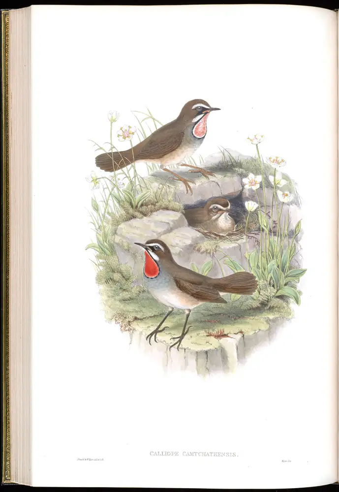 The whole sheet of volume IV, plate 38, with its engraved caption