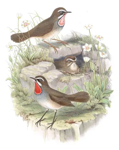 Volume IV, plate 38 of Gould's The Birds of Asia: Siberian Rubythroat (Calliope calliope)