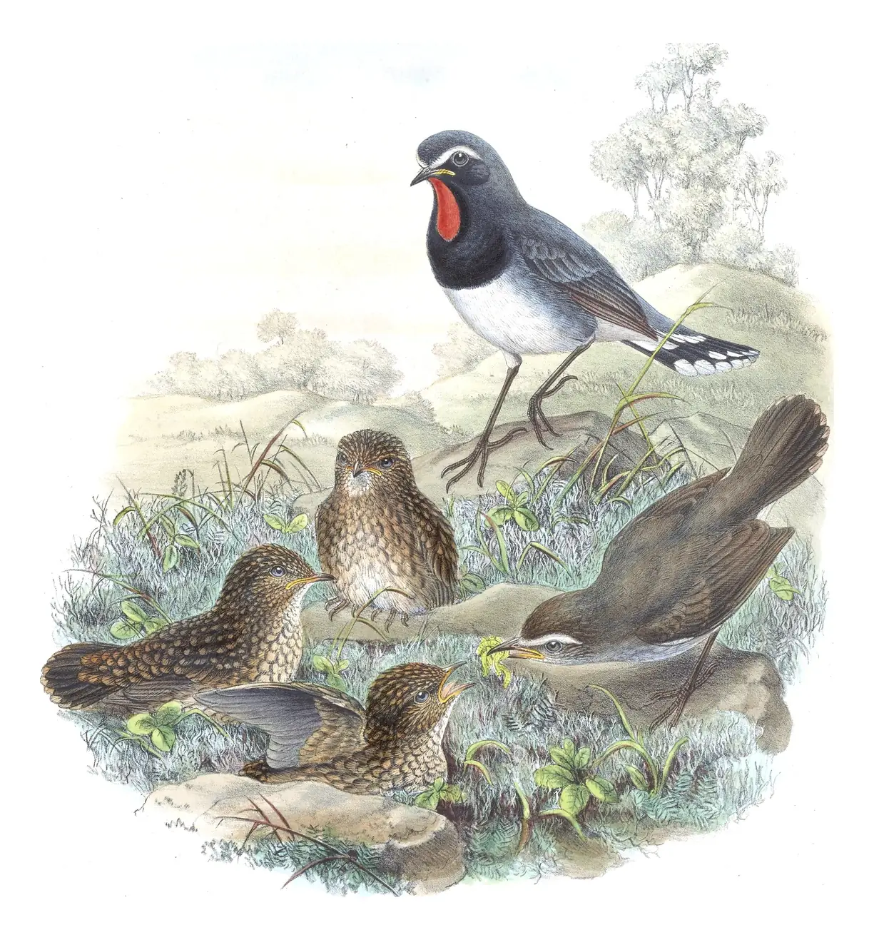 Volume IV, plate 39 of Gould's The Birds of Asia: Himalayan Rubythroat (Calliope pectoralis)