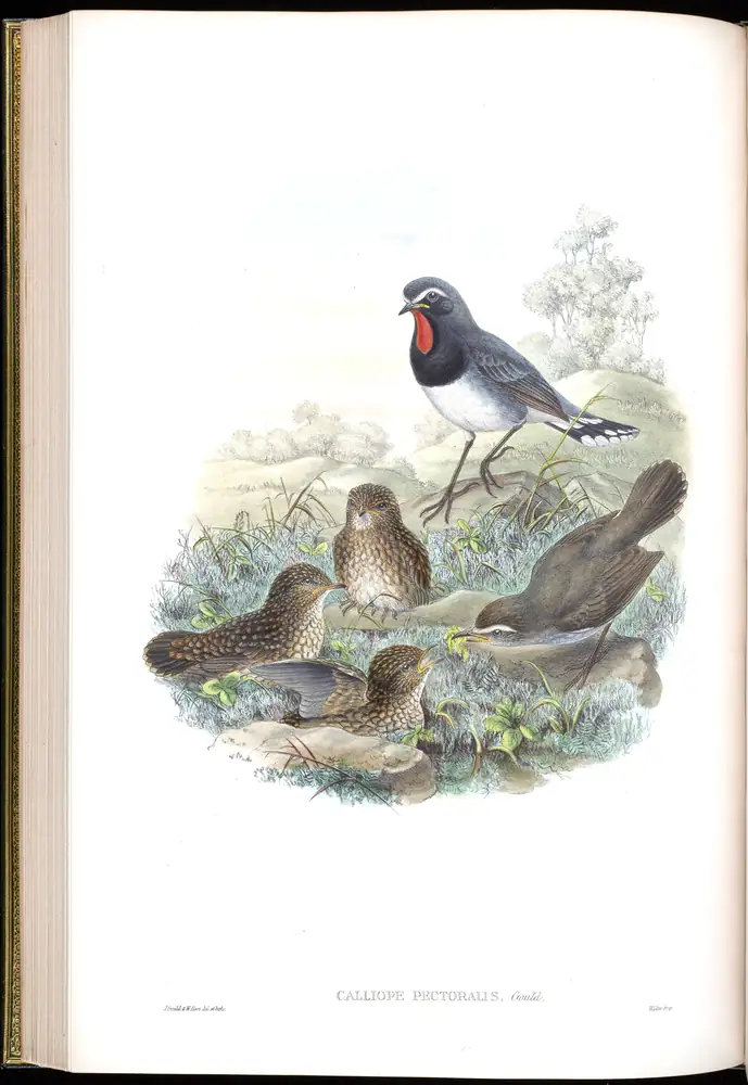 The whole sheet of volume IV, plate 39, with its engraved caption
