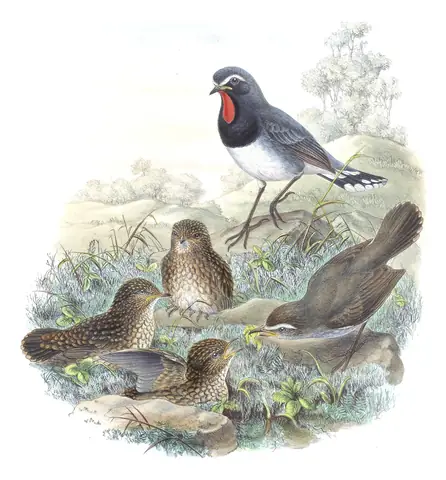 Volume IV, plate 39 of Gould's The Birds of Asia: Himalayan Rubythroat (Calliope pectoralis)