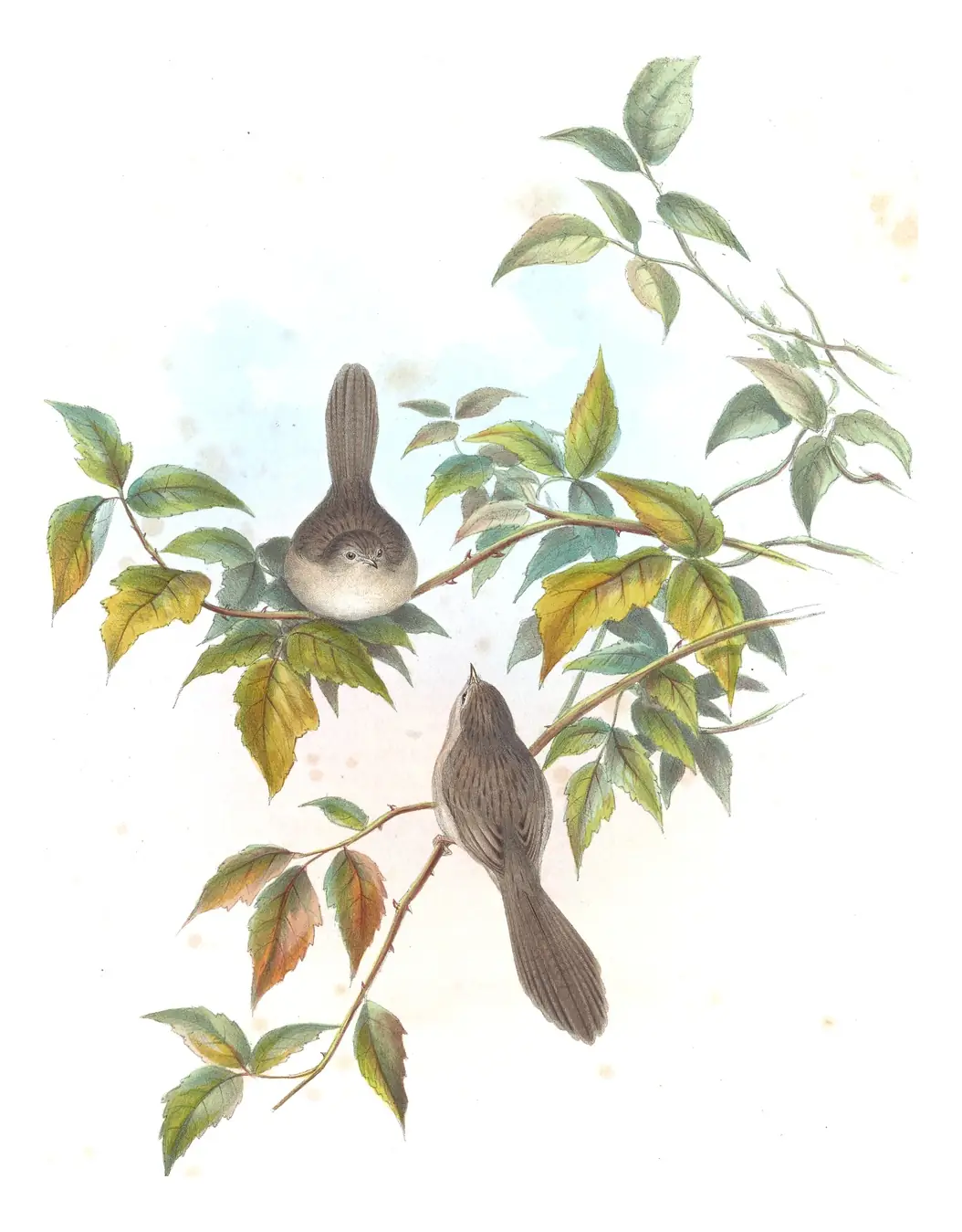 Volume IV, plate 4 of Gould's The Birds of Asia: Delicate Prinia (Prinia lepida)