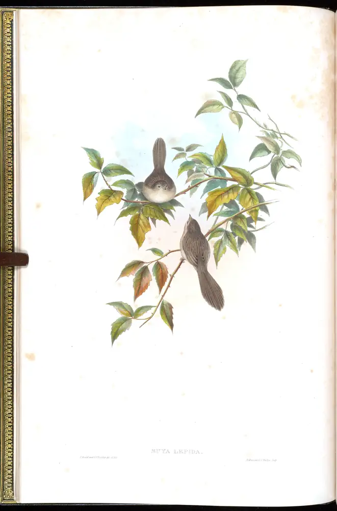 The whole sheet of volume IV, plate 4, with its engraved caption