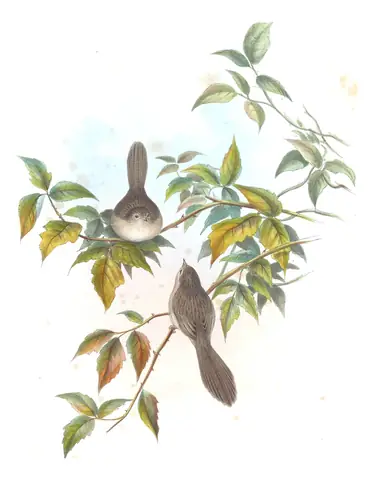 Volume IV, plate 4 of Gould's The Birds of Asia: Delicate Prinia (Prinia lepida)