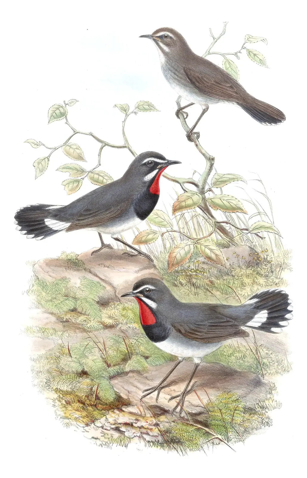 Volume IV, plate 40 of Gould's The Birds of Asia: Chinese Rubythroat (Calliope tschebaiewi)