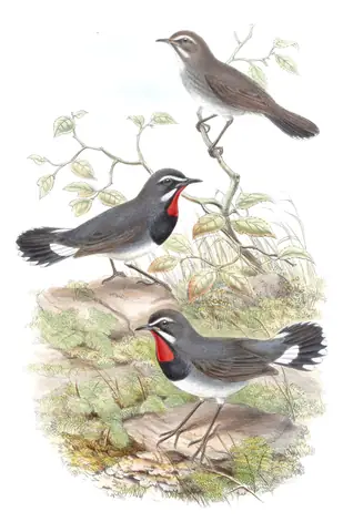 Volume IV, plate 40 of Gould's The Birds of Asia: Chinese Rubythroat (Calliope tschebaiewi)