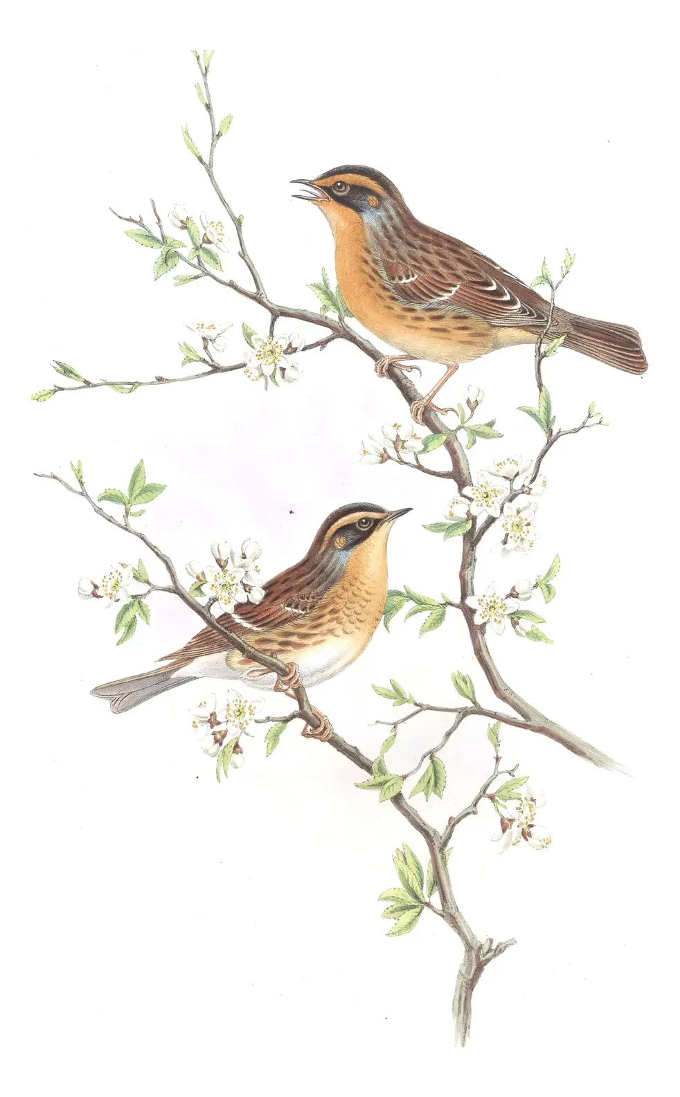 Volume IV, plate 41 of Gould's The Birds of Asia: Siberian Accentor (Prunella montanella)