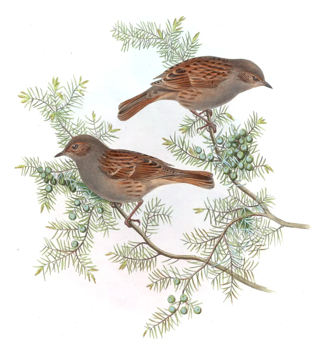 Volume IV, plate 42 of Gould's The Birds of Asia: Japanese Accentor (Prunella rubida)