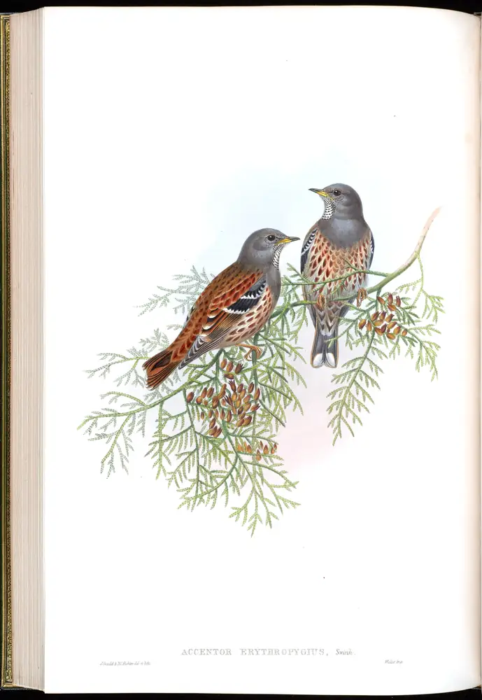 The whole sheet of volume IV, plate 43, with its engraved caption