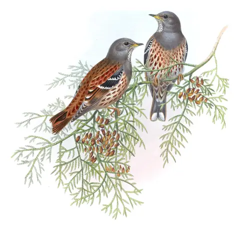 Volume IV, plate 43 of Gould's The Birds of Asia: Alpine Accentor (Prunella collaris)
