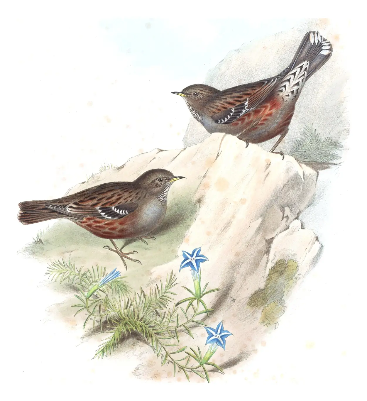 Volume IV, plate 44 of Gould's The Birds of Asia: Alpine Accentor (Prunella collaris)