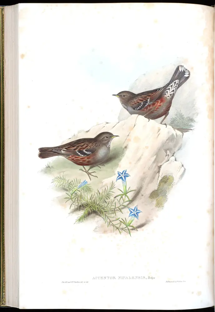 The whole sheet of volume IV, plate 44, with its engraved caption