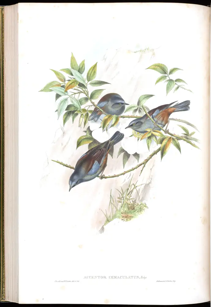 The whole sheet of volume IV, plate 45, with its engraved caption