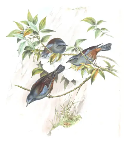 Volume IV, plate 45 of Gould's The Birds of Asia: Maroon-backed Accentor (Prunella immaculata)