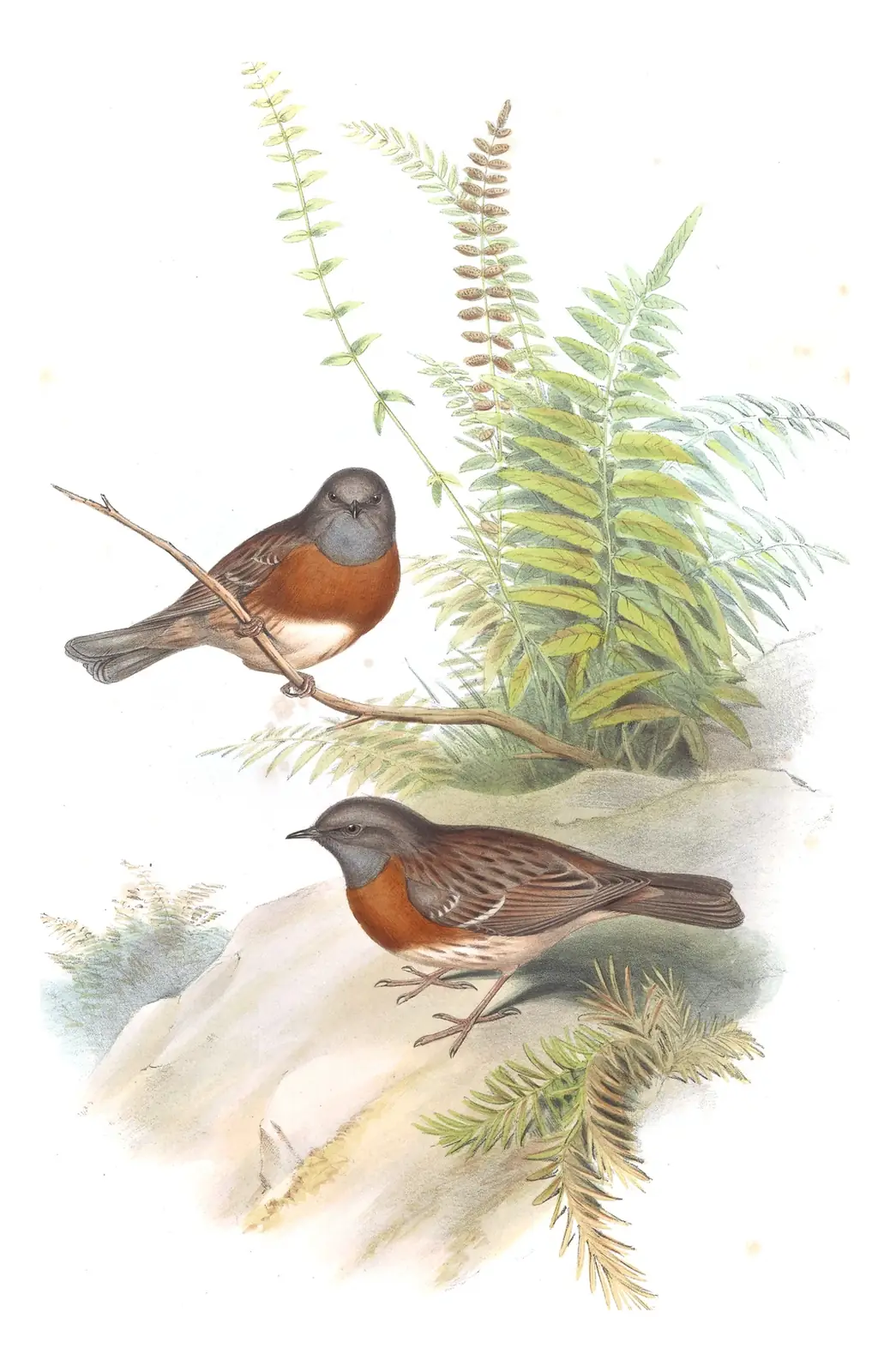Volume IV, plate 46 of Gould's The Birds of Asia: Robin Accentor (Prunella rubeculoides)