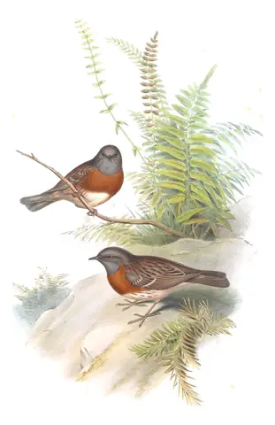 Volume IV, plate 46 of Gould's The Birds of Asia: Robin Accentor (Prunella rubeculoides)