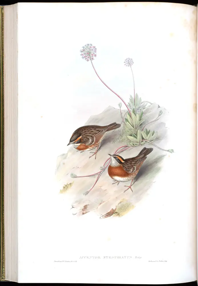 The whole sheet of volume IV, plate 47, with its engraved caption