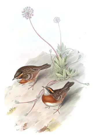 Volume IV, plate 47 of Gould's The Birds of Asia: Rufous-breasted Accentor (Prunella strophiata)