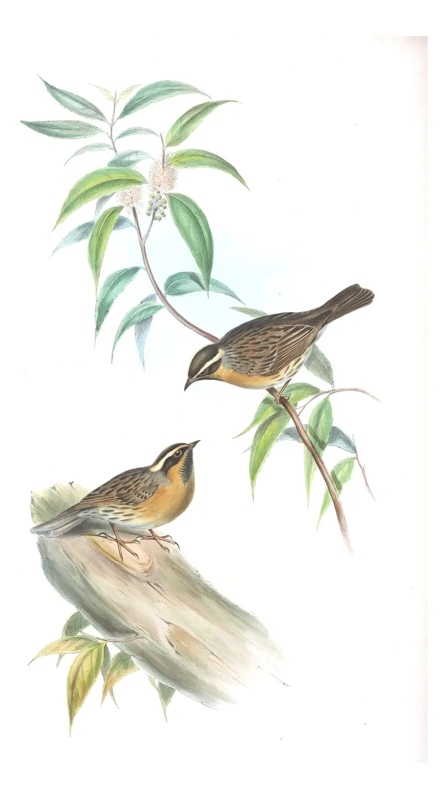 Volume IV, plate 48 of Gould's The Birds of Asia: Black-throated Accentor (Prunella atrogularis)