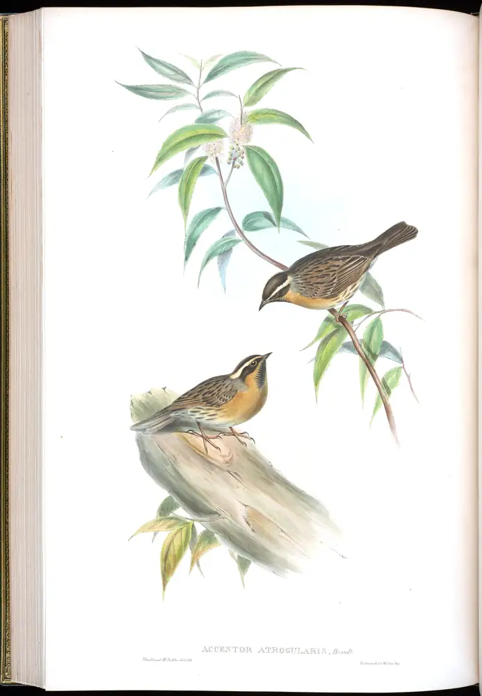 The whole sheet of volume IV, plate 48, with its engraved caption