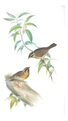 Volume IV, plate 48 of Gould's The Birds of Asia: Black-throated Accentor (Prunella atrogularis)